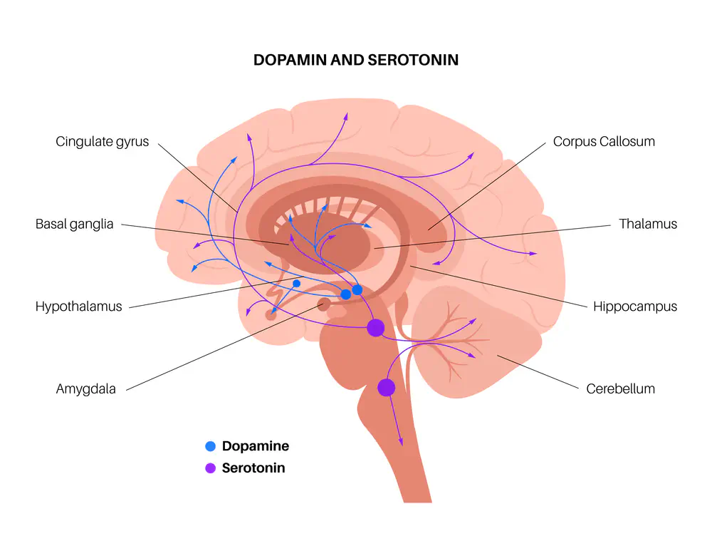 neurotransmetteurs et alimentation